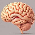 cerveau en développement